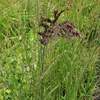Molinia caerulea 'Transparent'